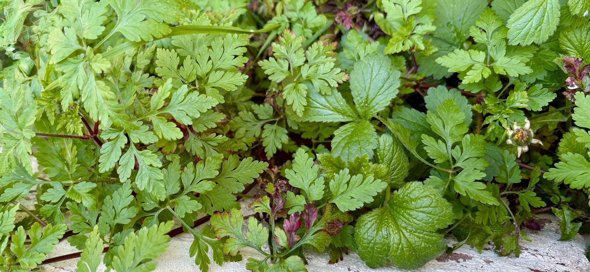 Newsletter April 2026